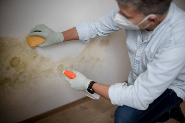 Home Mold Removal in New Albany, OH