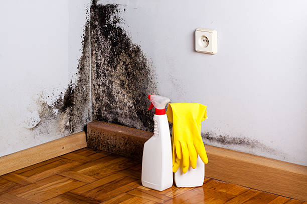 Best Mold Cleaning Services  in New Albany, OH