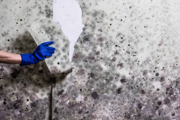 Best Fast Mold Removal  in New Albany, OH