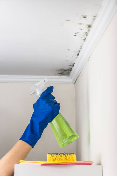 Best Best Mold Removal Companies  in New Albany, OH